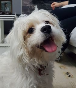 Close-up of dog sticking out tongue at home