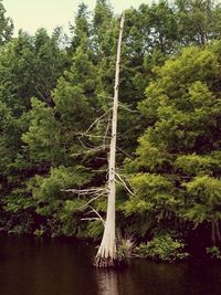 Scenic view of forest against sky