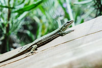 Close-up of lizard on wood against plant