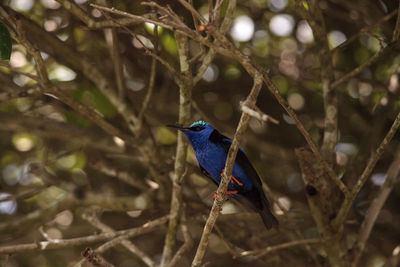 Low angle view of bird perching on branch