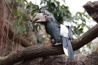 Close-up of owl perching on branch