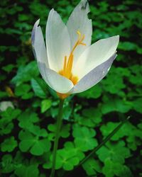 Close-up of white water lily