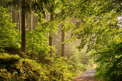 Trees growing in forest