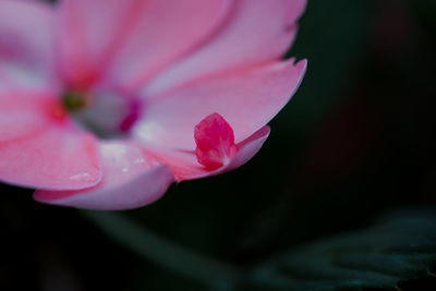 Close-up of pink rose