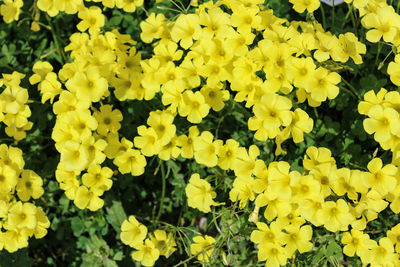 High angle view of yellow flowering plants