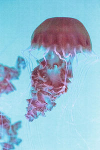 Close-up of jellyfish underwater