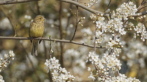 Close-up of bird perching on branch