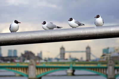 Seagulls perching on railing against sky