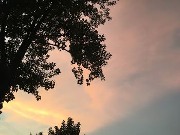 Low angle view of tree against cloudy sky