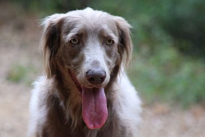 Close-up of weimaraner sticking out tongue at field