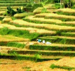 High angle view of farm