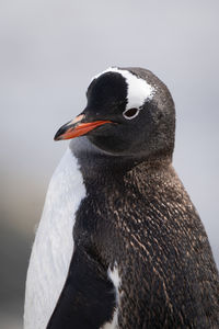 Close-up of gentoo penguin standing cocking head