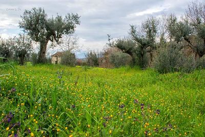 Scenic view of grassy field against cloudy sky