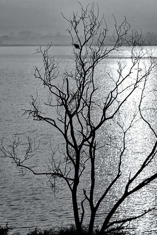 bare tree, water, tranquility, branch, tranquil scene, scenics, nature, beauty in nature, tree, sky, sea, lake, dead plant, idyllic, reflection, rippled, outdoors, non-urban scene, no people, tree trunk