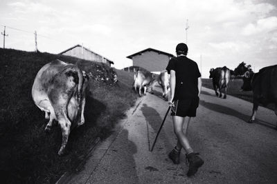 Rear view of man walking by cows on street against cloudy sky