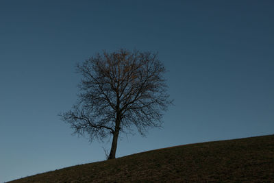 Bare tree on field against clear blue sky