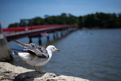 Seagull perching on a river