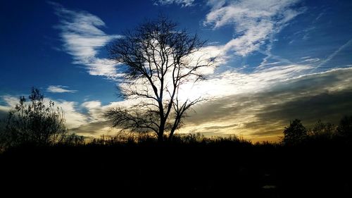 Silhouette of bare trees against sunset