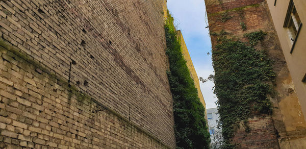 Low angle view of ivy on wall against building