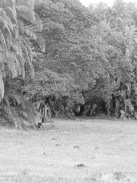 Trees growing in field