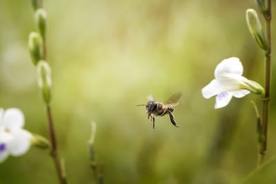 Close-up of bee buzzing by flowers