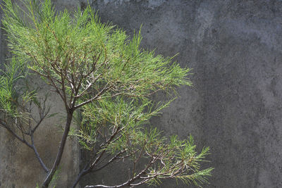 Low angle view of trees