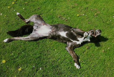 Dog on field