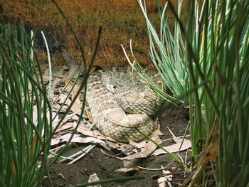 High angle view of bird in nest