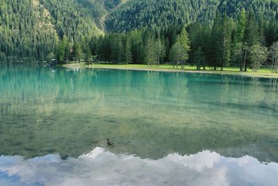 Scenic view of lake in forest