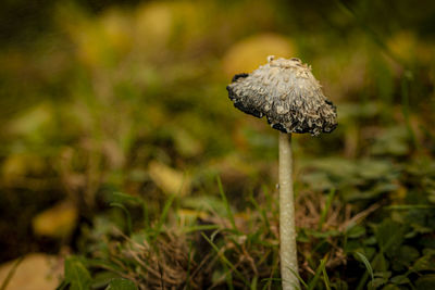 Close-up of mushroom growing on field