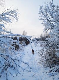 Bare tree branches on snow covered field against sky