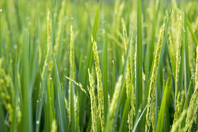 Full frame shot of crops growing on field