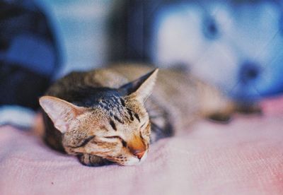 Close-up of cat sleeping on bed