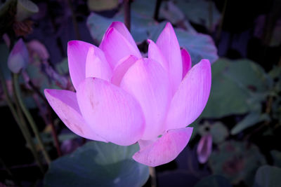 Close-up of pink lotus water lily