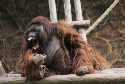 Monkey sitting in a zoo