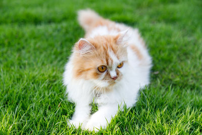 Portrait of cat on grass