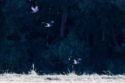 View of bird flying