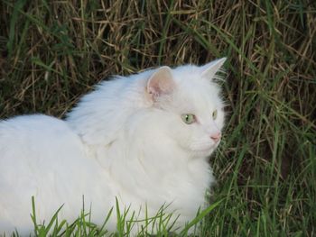 Close-up of white cat lying on grass