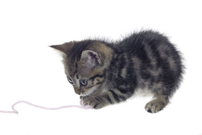 Close-up of a cat looking away over white background