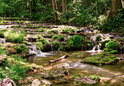 Stream flowing through rocks in forest