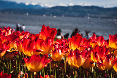 Close-up of red tulips on field