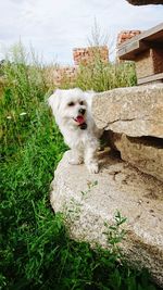 Portrait of dog sitting on grass