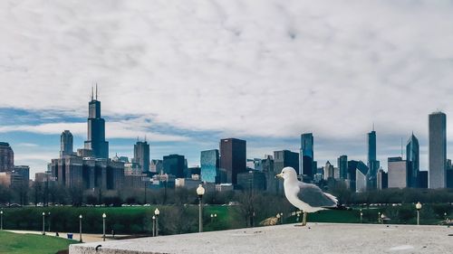 Birds in city against sky