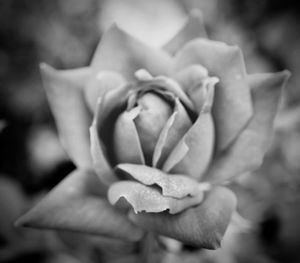 Close-up of rose blooming outdoors