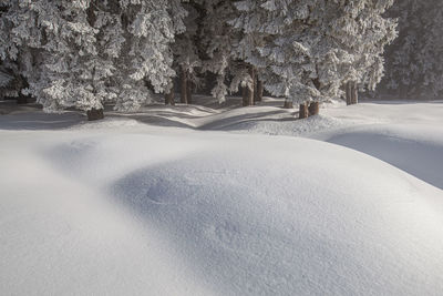 Winter landscape from rodnei mountain. a cold foggy morning with heavy snow.