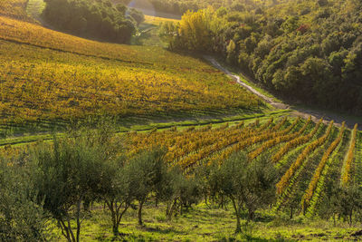 Scenic view of agricultural field