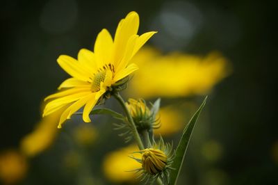 Close-up of yellow flowers growing outdoors