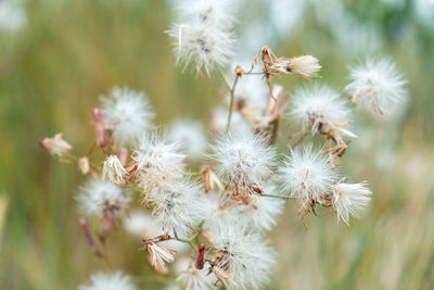 Close-up of white flowering plants on field