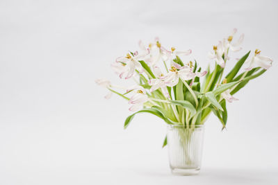 Close-up of white flowers in vase