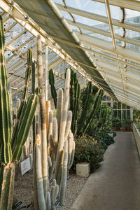 Cacti and succulent plants inside the greenhouse